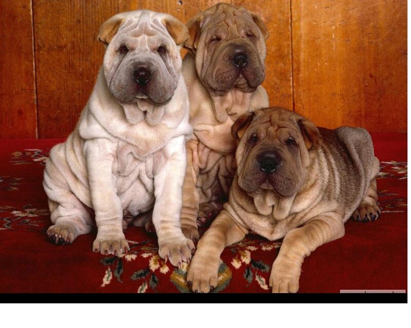 Three Shar Pei Puppies — Red, Calm
