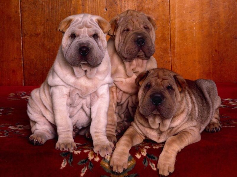Three Shar Pei Puppies — Red