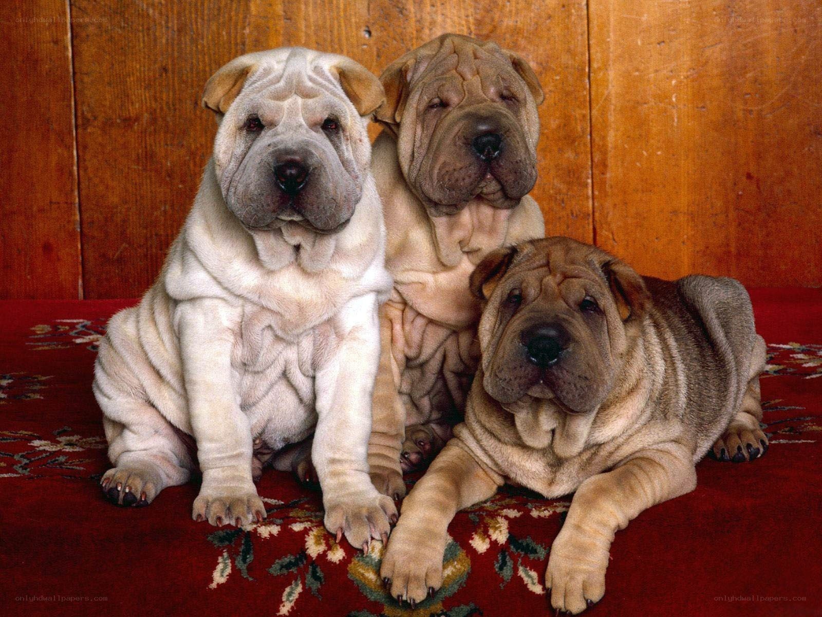 three shar pei puppies