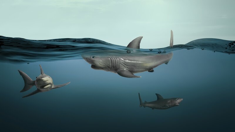 Three Sharks in Water