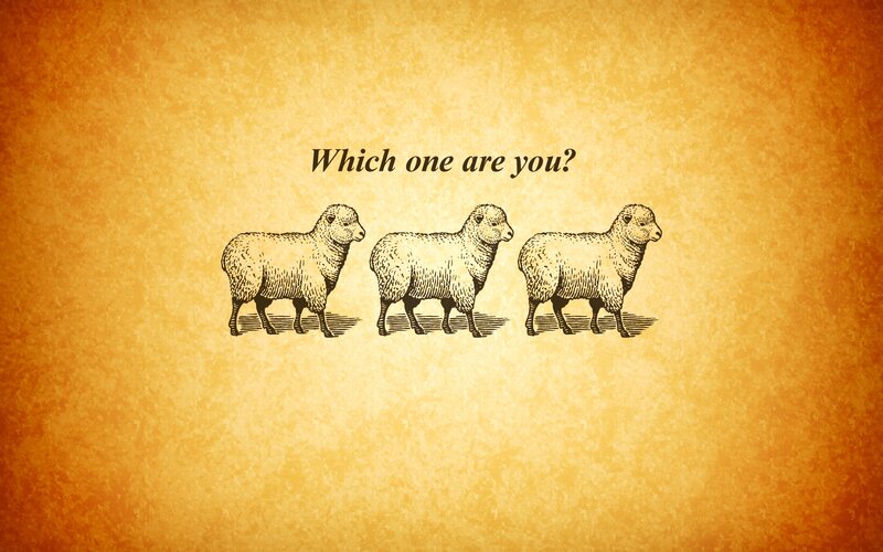 three sheep illustration