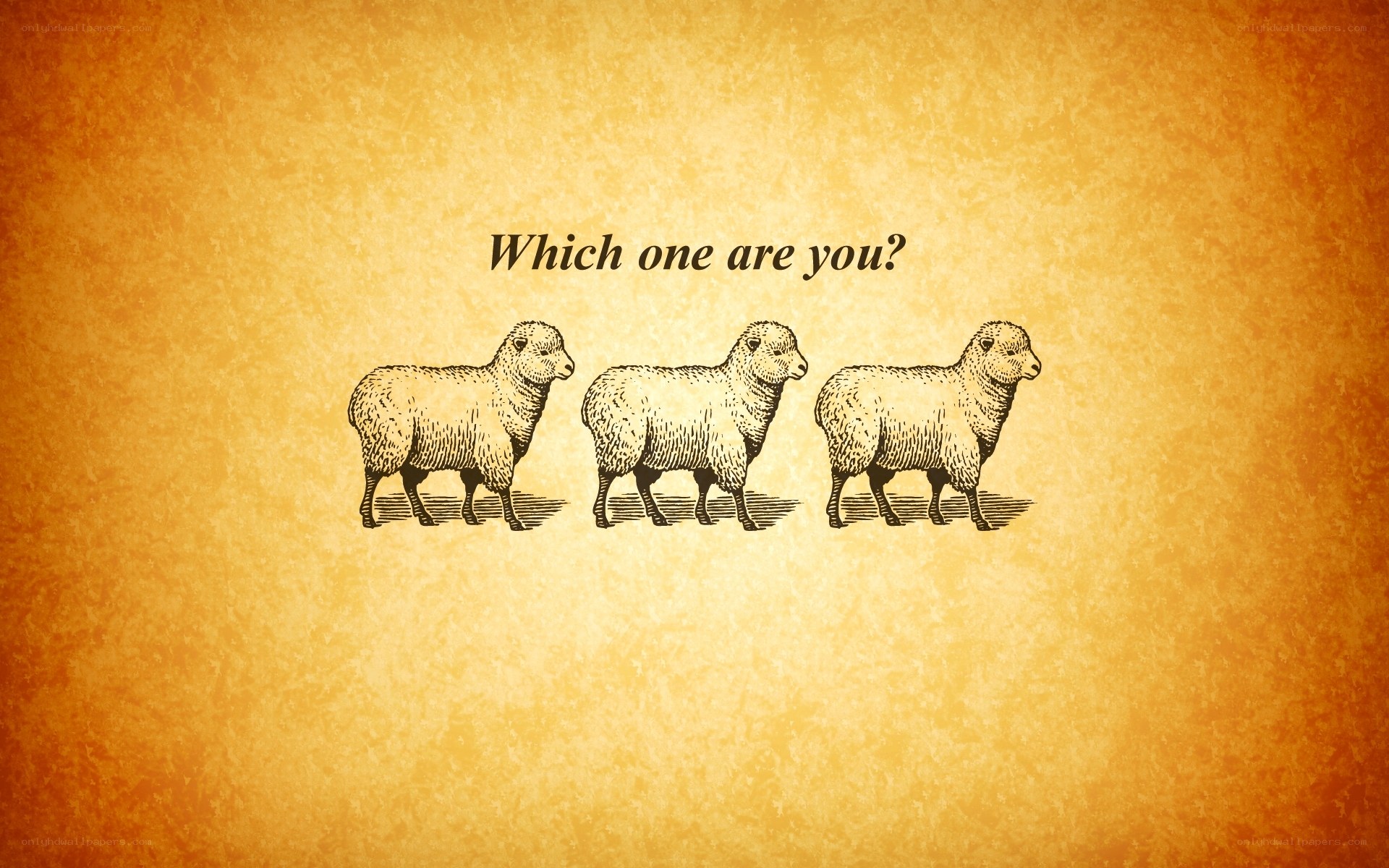 three sheep illustration