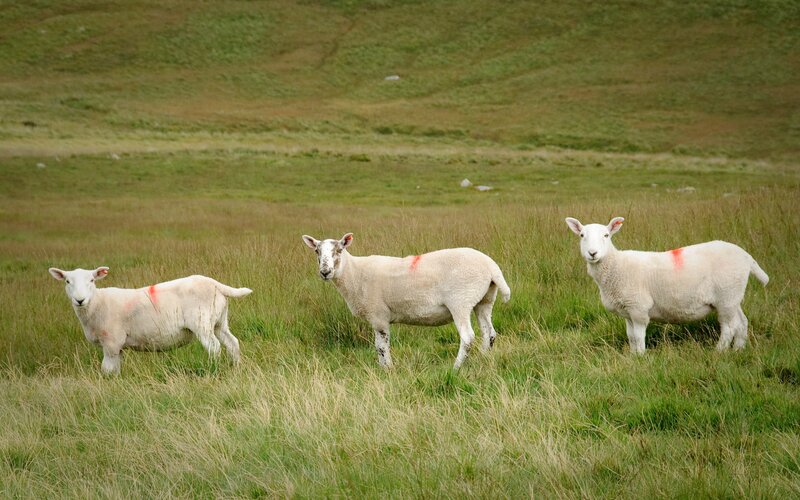 Three sheep in a field