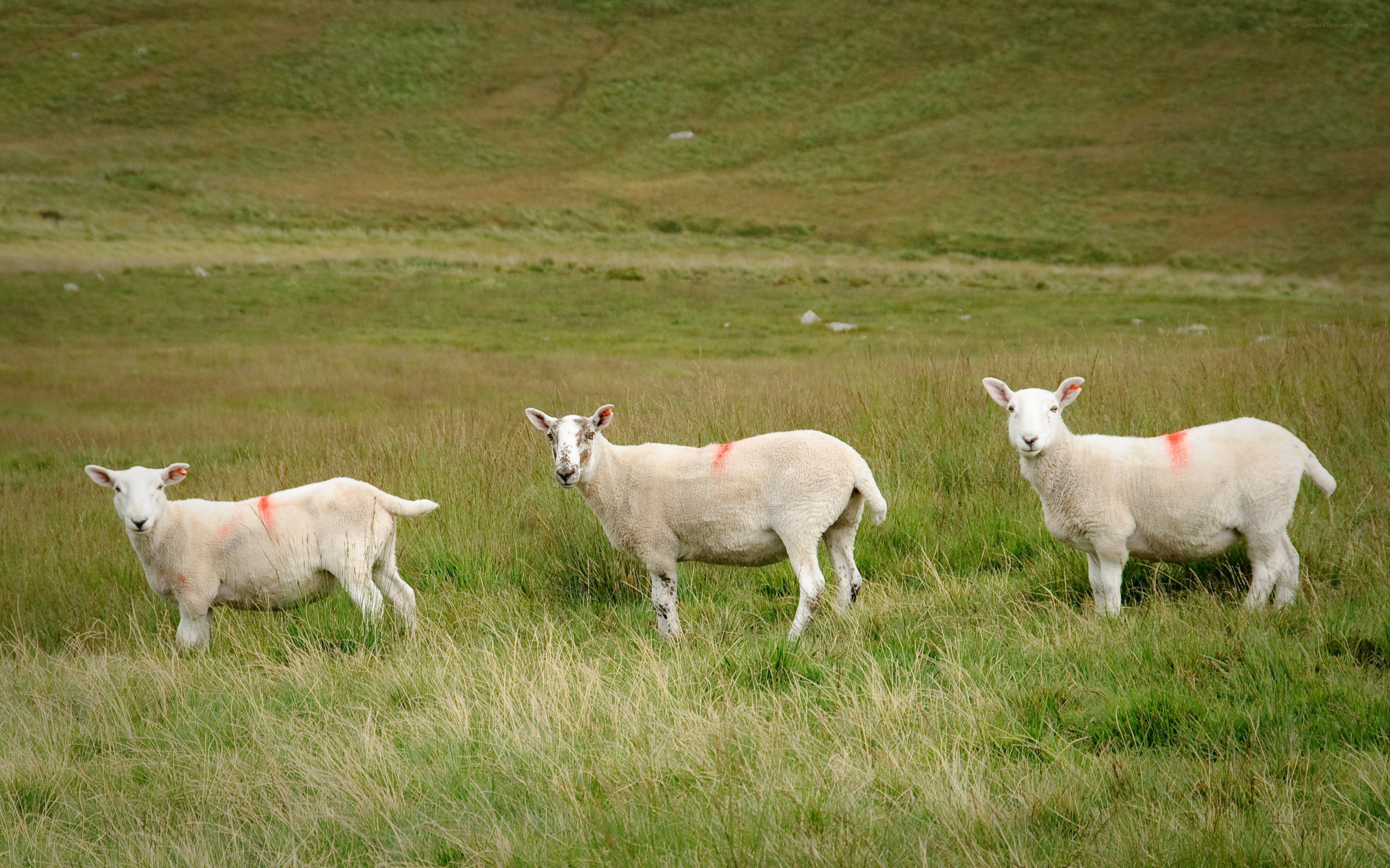 Three sheep in a field
