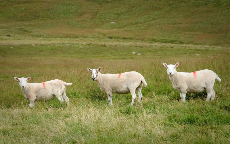 Three Sheep in Field — Green, Calm