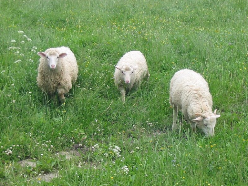 Three Sheep in Field — Green