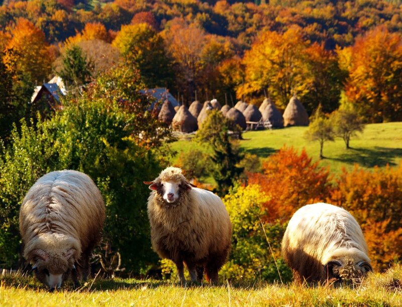 Three Sheep in Field