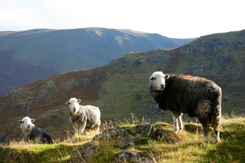 Three Sheep on a Hillside