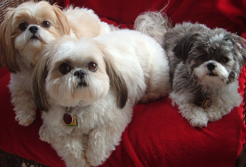 Three Shih Tzu Dogs — Red