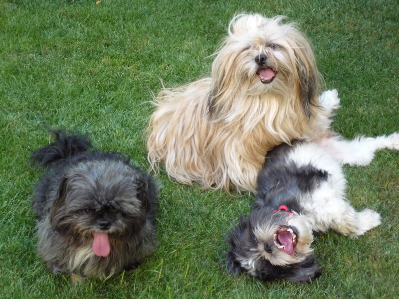 Three Shih Tzu Dogs