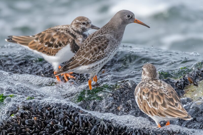 Three Shorebirds on Rocks