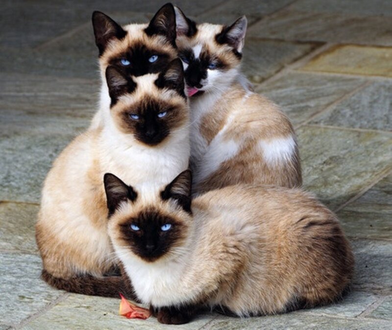 Three Siamese Cats