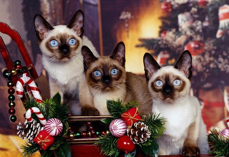 Three Siamese kittens at Christmas