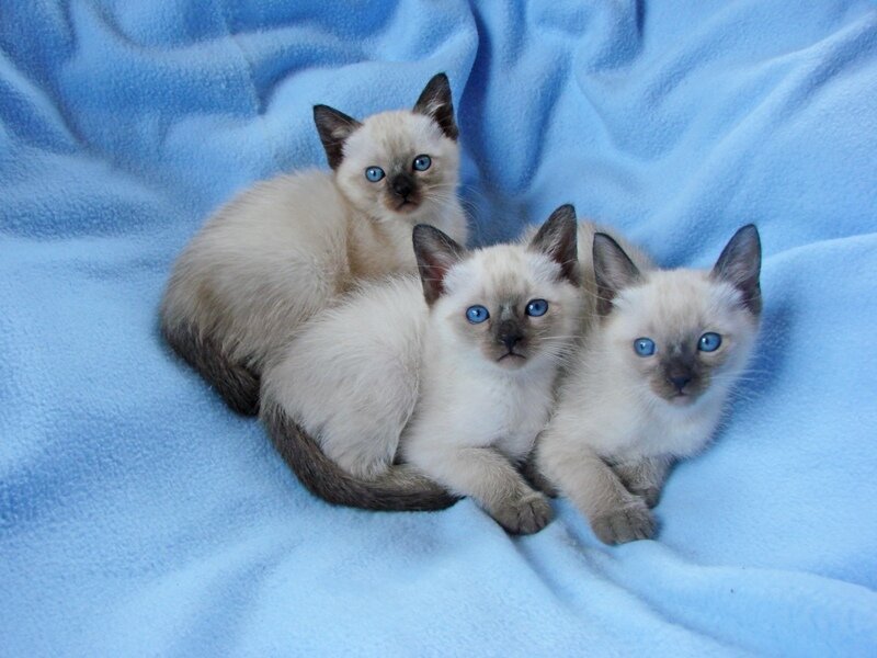 Three Siamese Kittens — Blue, Calm