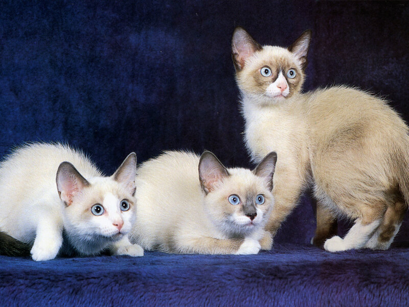 Three Siamese Kittens — Blue