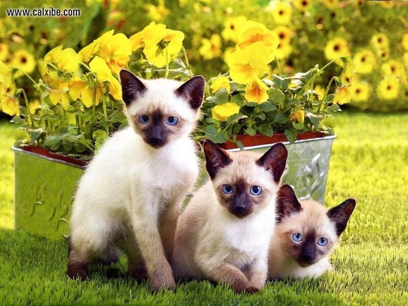 Three Siamese Kittens — Green