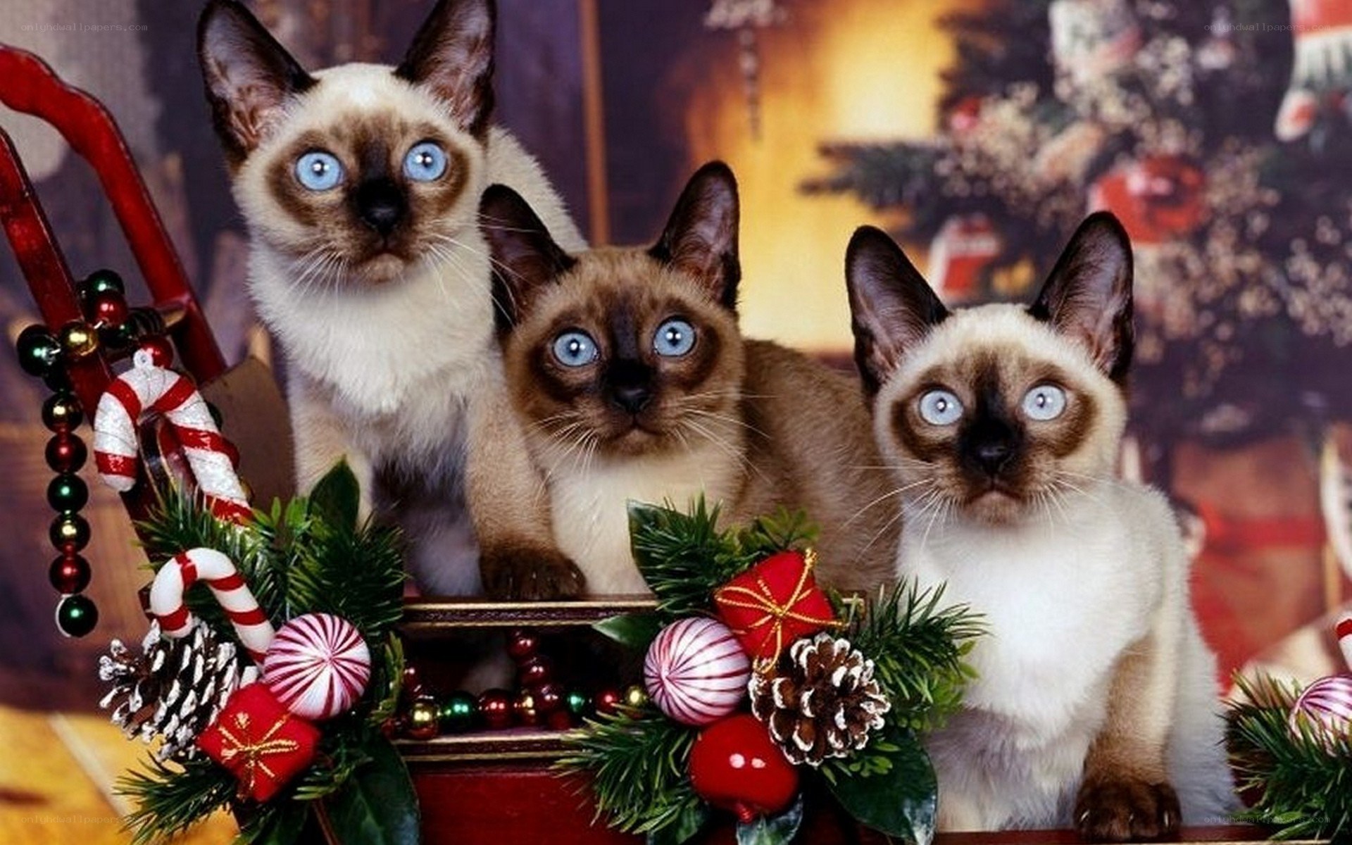 Three Siamese kittens in holiday decor