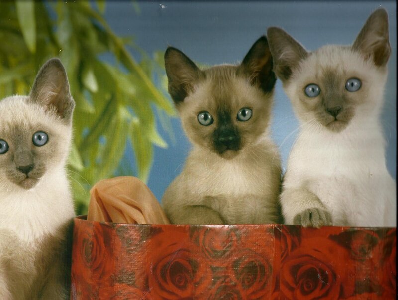 Three Siamese Kittens — Red, Calm