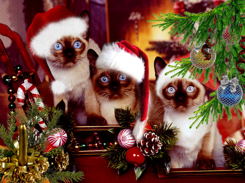 Three Siamese Kittens — Red, Festive