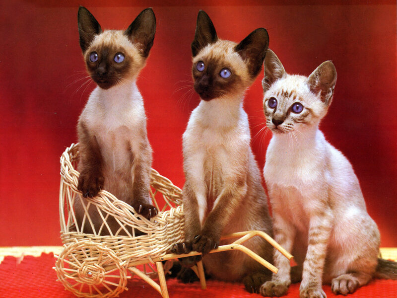 Three Siamese Kittens — Red