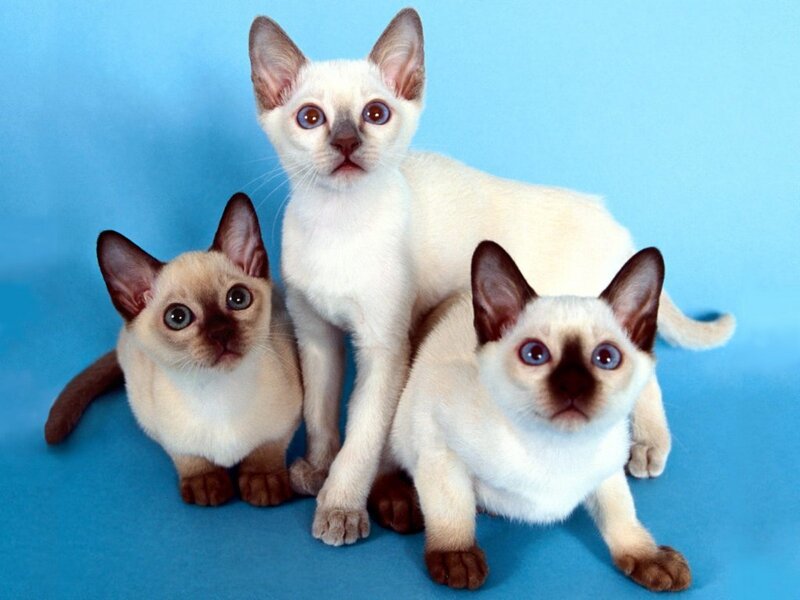 Three Siamese Kittens