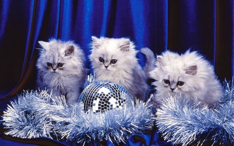 Three Silver Kittens — Blue, Festive