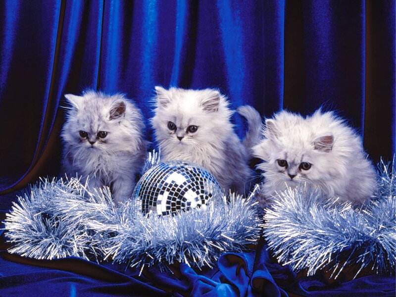 Three Silver Kittens — Blue