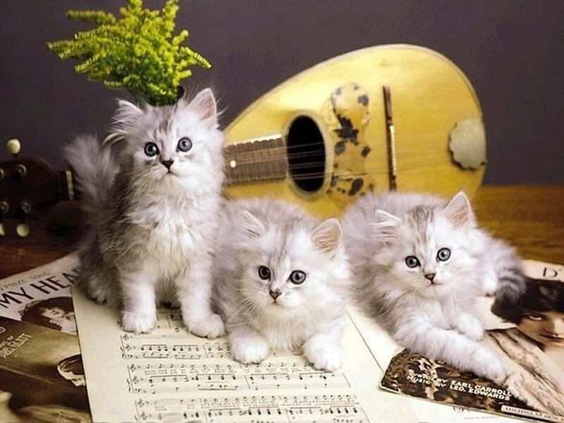 Three Silver Kittens