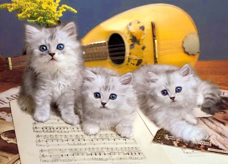 Three Silver Kittens — White