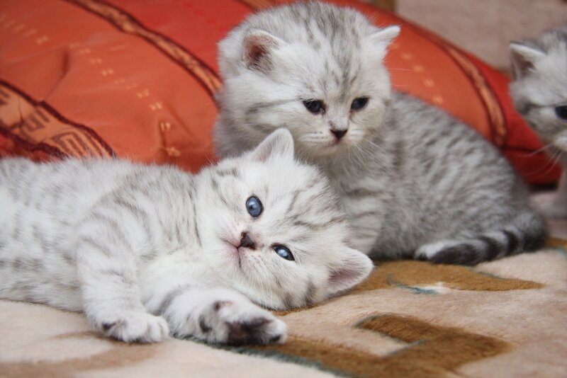 Three silver tabby kittens