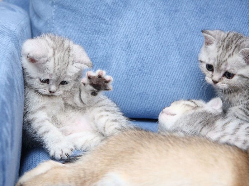 Three Silver Tabby Kittens — Blue