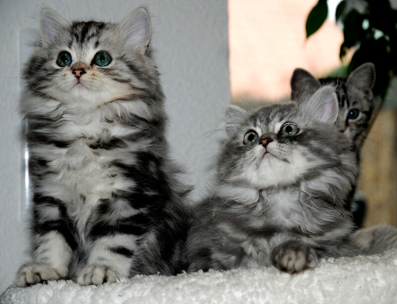 Three Silver Tabby Kittens — Gray