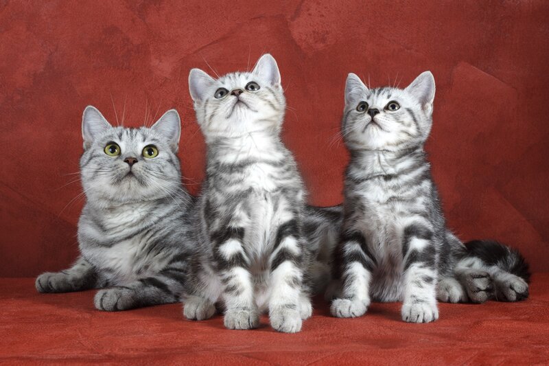 Three Silver Tabby Kittens — Red