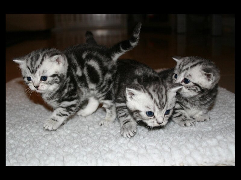 Three Silver Tabby Kittens — White
