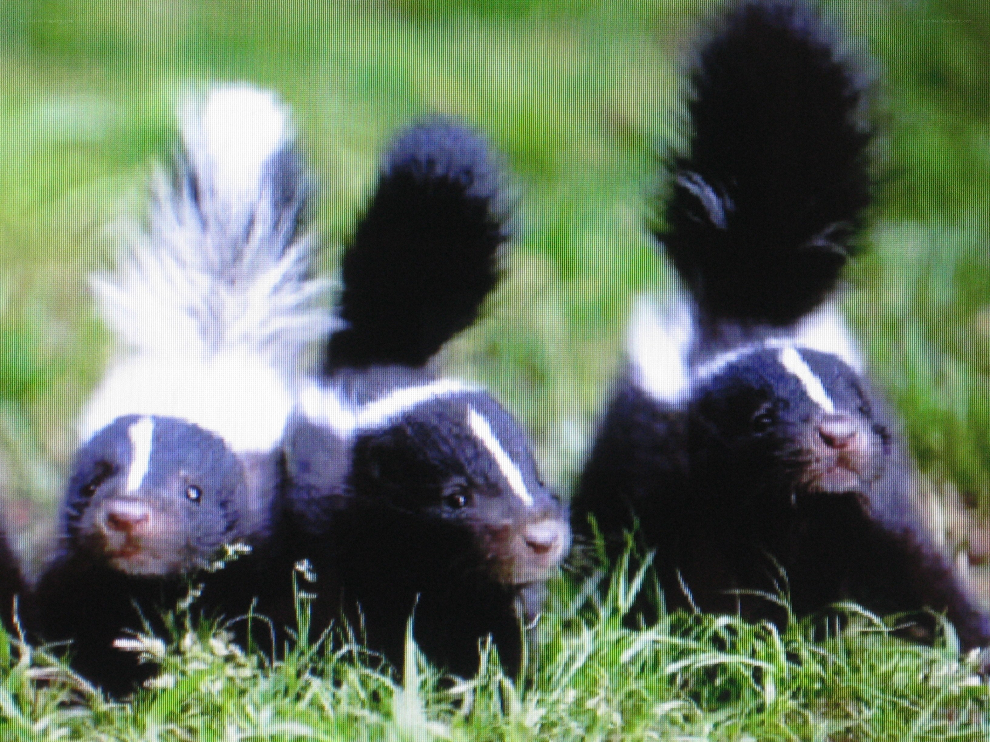 three skunk kits in grass