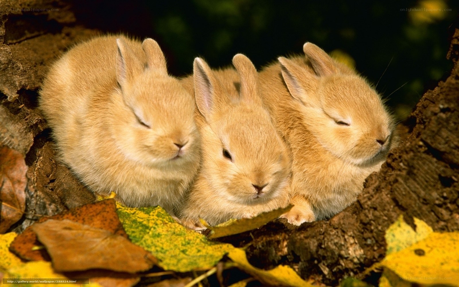 Three sleeping baby bunnies