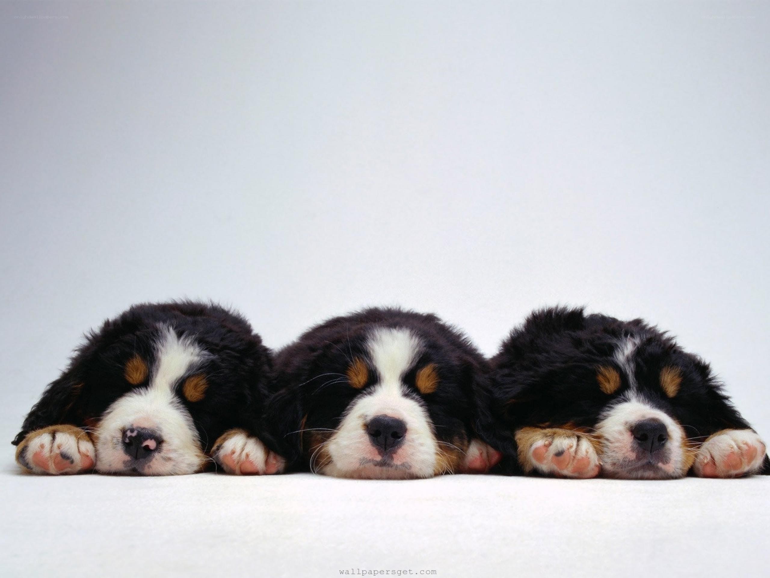 Three sleeping Bernese Mountain puppies