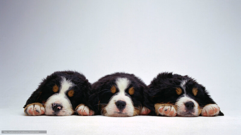 Three sleeping Bernese Mountain puppies