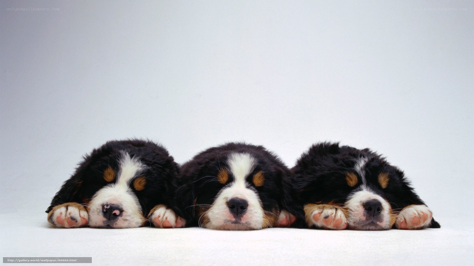 Three sleeping Bernese Mountain puppies