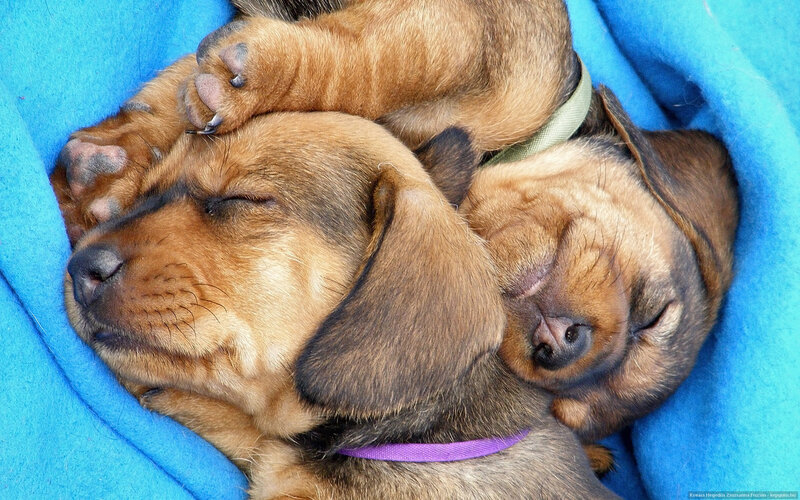 Three Sleeping Dachshund Puppies