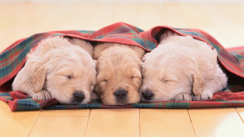 Three sleeping golden retriever puppies