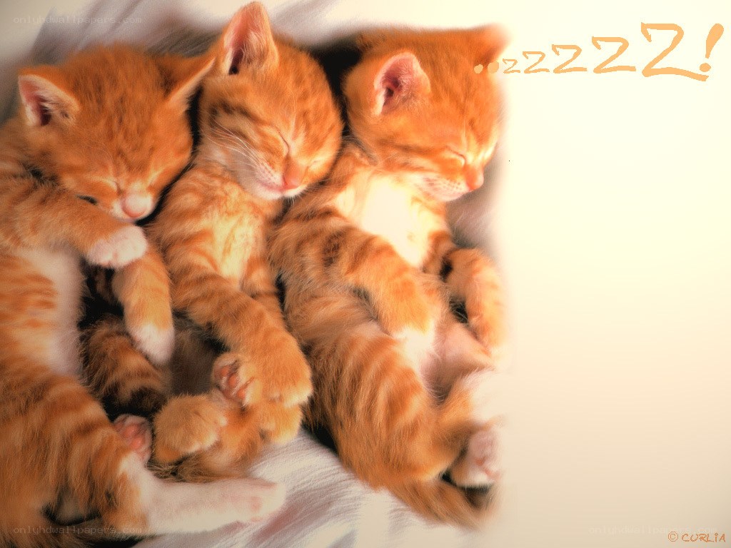 Three sleeping kittens