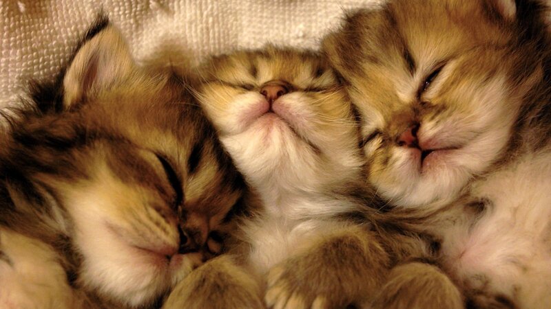 Three Sleeping Kittens — Brown, Peaceful