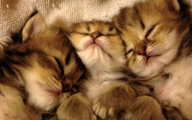 Three Sleeping Kittens — Brown