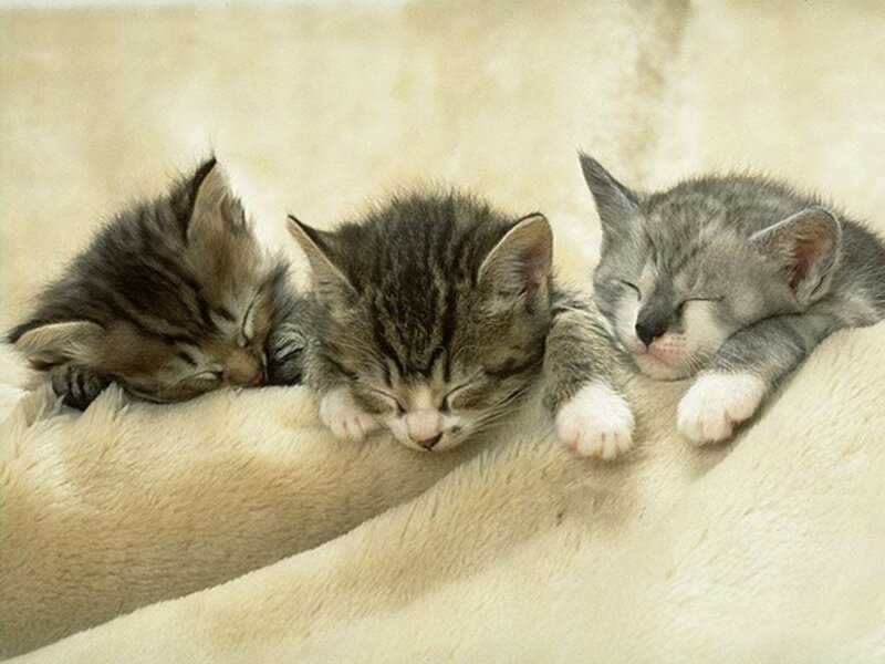 Three Sleeping Kittens — Gray