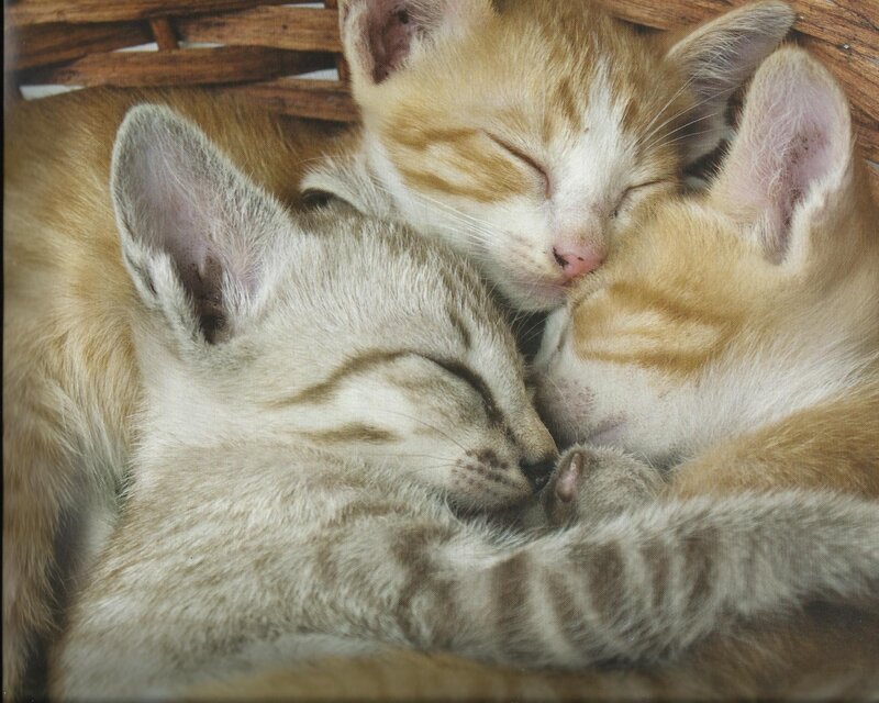 Three Sleeping Kittens — Orange