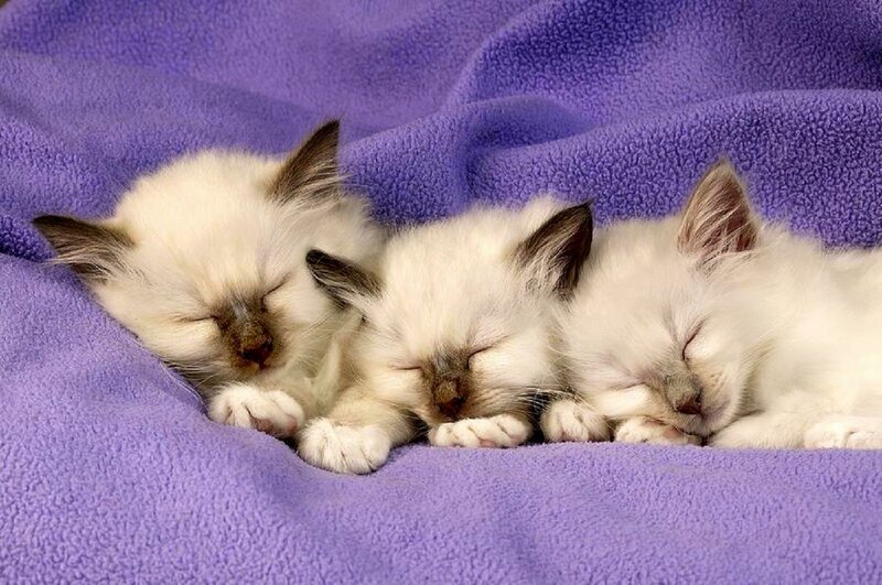 Three Sleeping Kittens — Purple