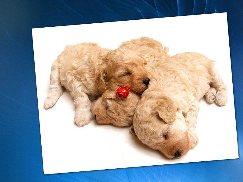 three sleeping puppies
