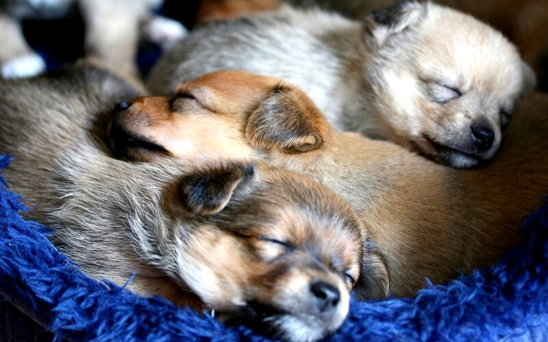 Three Sleeping Puppies — Brown, Peaceful