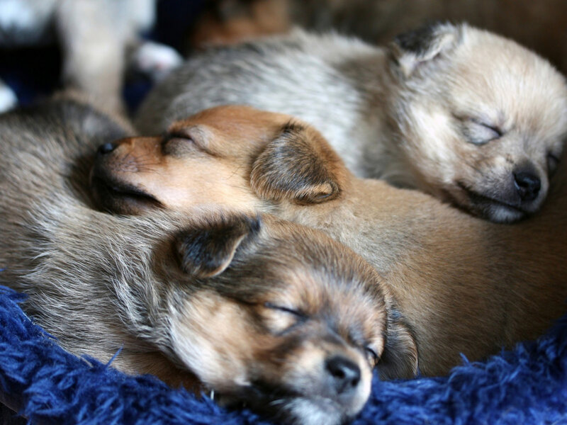 Three Sleeping Puppies — Brown